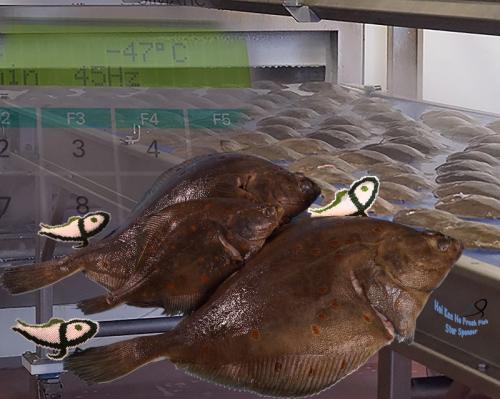 歐鰈魚 Plaice